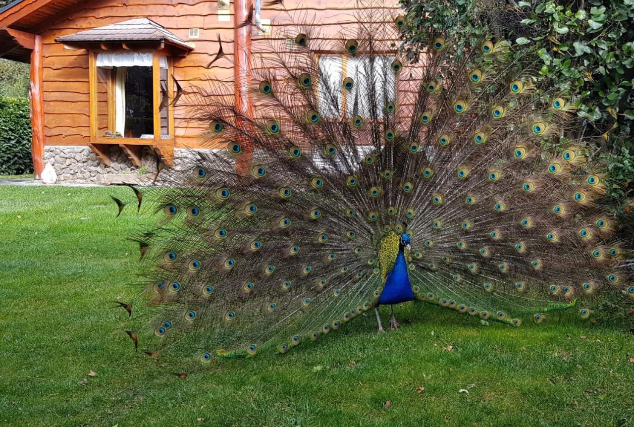 El Aguila Apart otel San Carlos de Bariloche Dış mekan fotoğraf