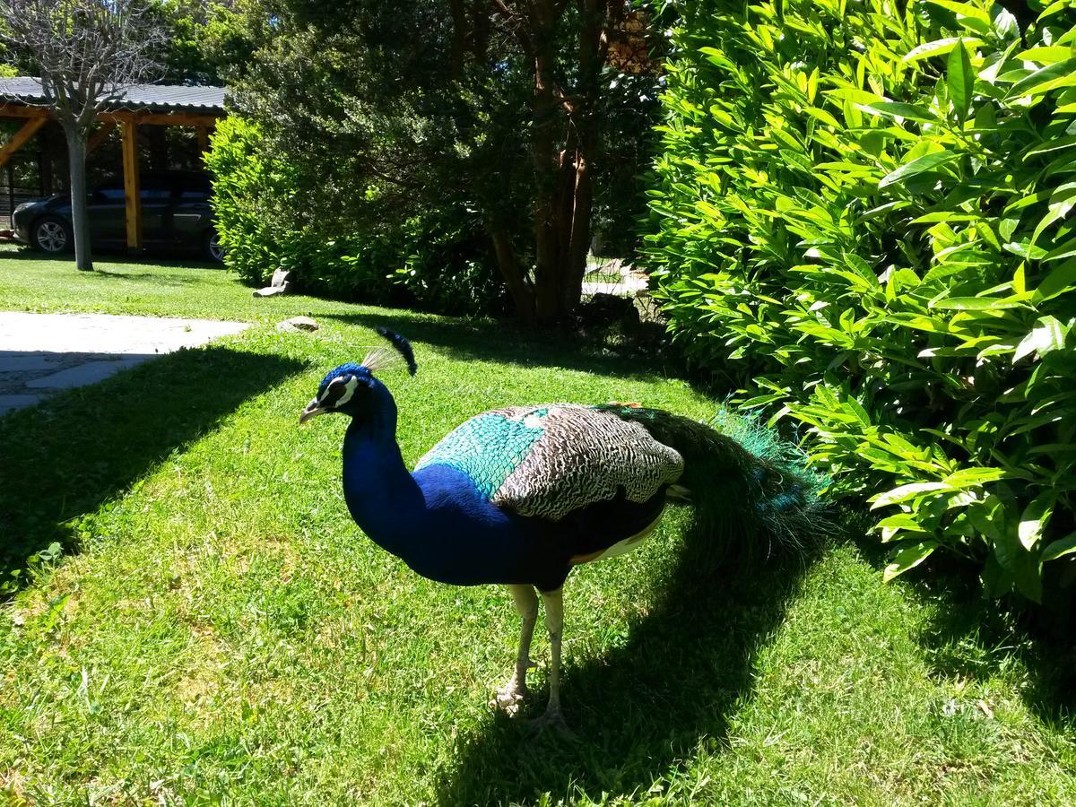 El Aguila Apart otel San Carlos de Bariloche Dış mekan fotoğraf